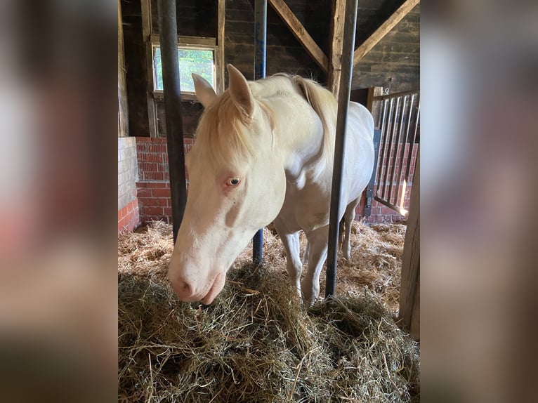 Lusitano Mix Ruin 6 Jaar 153 cm Cremello in Fröndenberg