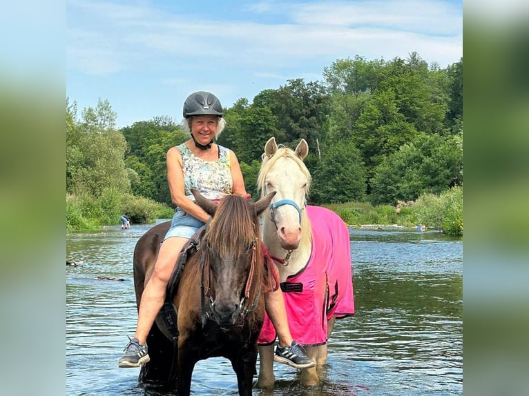 Lusitano Mix Ruin 6 Jaar 153 cm Cremello in Fröndenberg