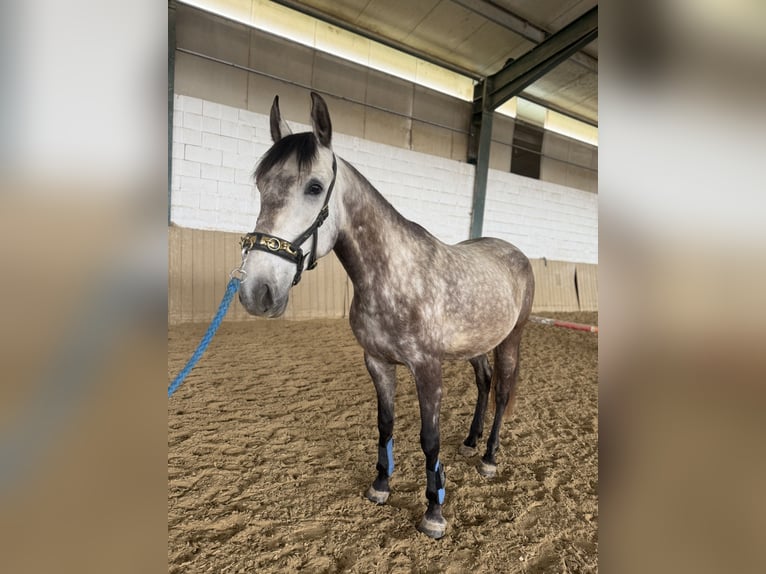 Lusitano Ruin 6 Jaar 155 cm Falbe in Bad BlumaU