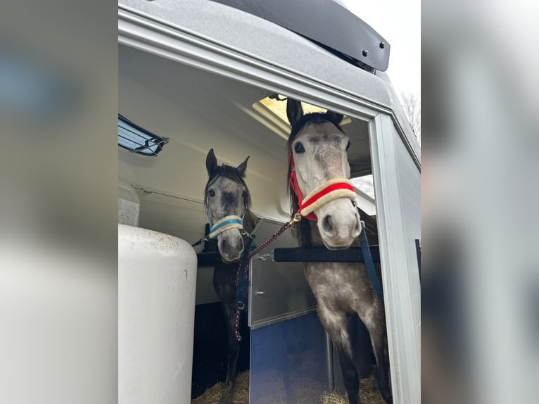 Lusitano Ruin 6 Jaar 155 cm Falbe in Bad BlumaU