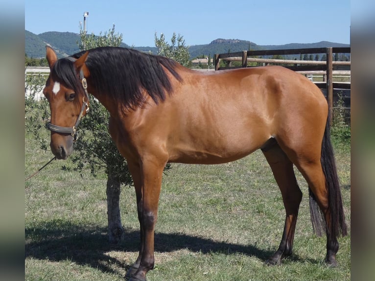 Lusitano Ruin 6 Jaar 158 cm Bruin in Marsanne