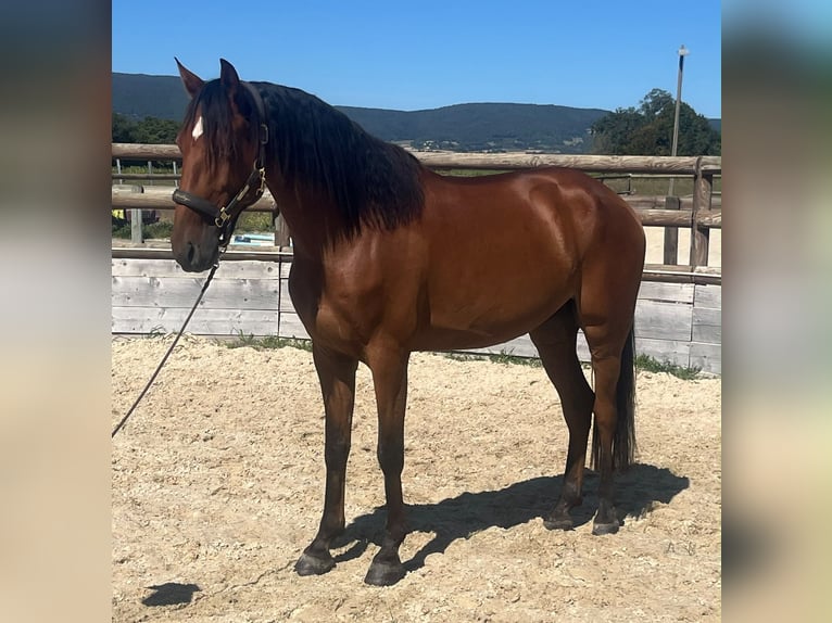 Lusitano Ruin 6 Jaar 158 cm Bruin in Marsanne
