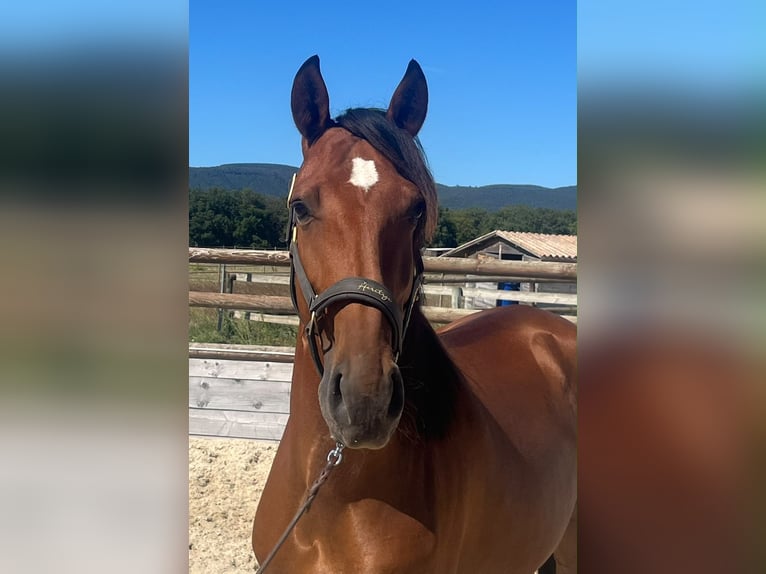 Lusitano Ruin 6 Jaar 158 cm Bruin in Marsanne