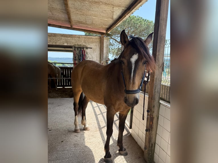 Lusitano Ruin 6 Jaar 158 cm Buckskin in Rio Maior