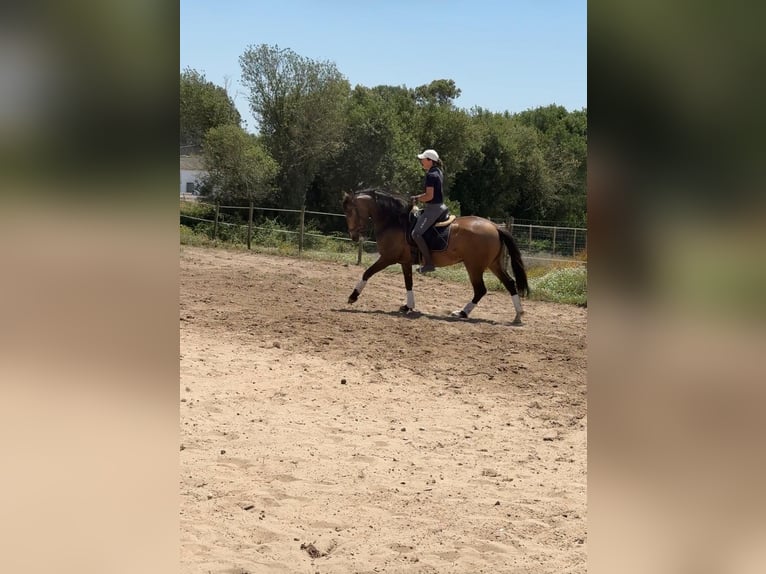 Lusitano Ruin 6 Jaar 158 cm Buckskin in Rio Maior