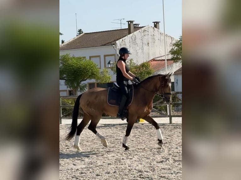 Lusitano Ruin 6 Jaar 158 cm Buckskin in Rio Maior
