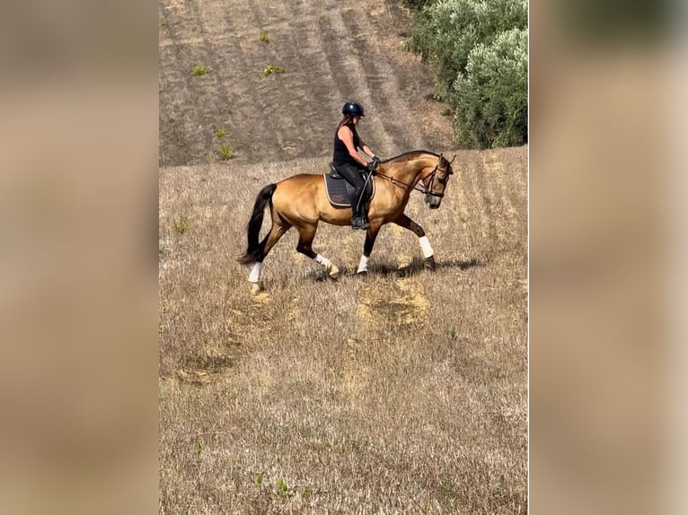 Lusitano Ruin 6 Jaar 158 cm Buckskin in Rio Maior