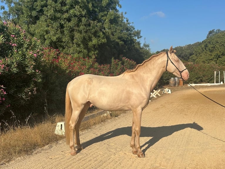 Lusitano Ruin 6 Jaar 158 cm Cremello in Vila Viçosa
