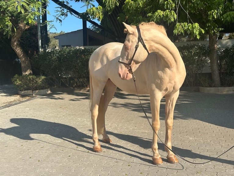 Lusitano Ruin 6 Jaar 158 cm Cremello in Vila Viçosa
