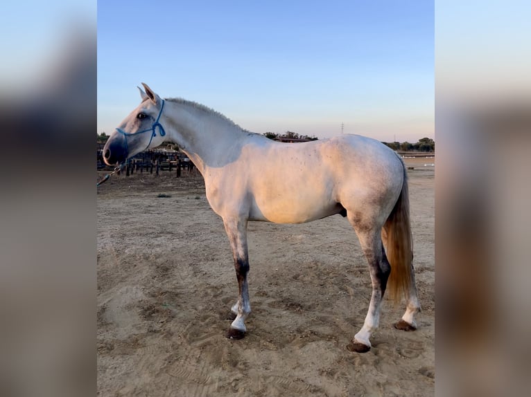 Lusitano Ruin 6 Jaar 158 cm Schimmel in Almonte