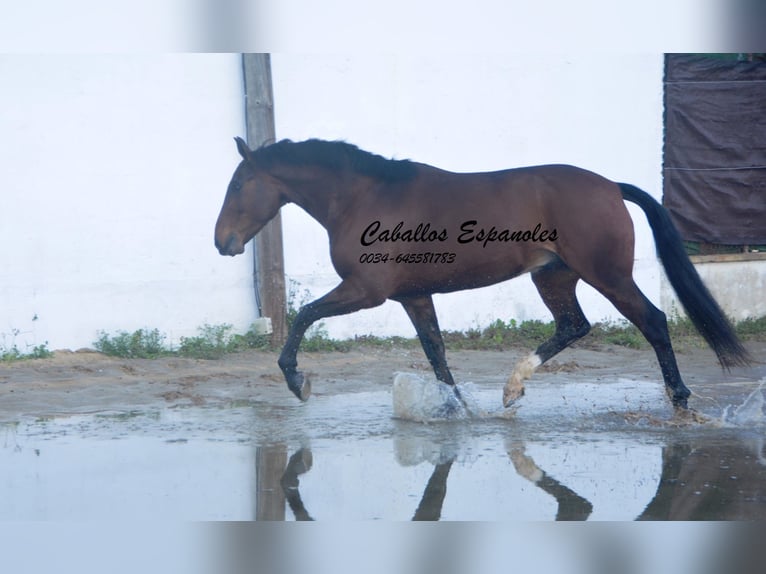 Lusitano Ruin 6 Jaar 159 cm Donkerbruin in Vejer de la Frontera
