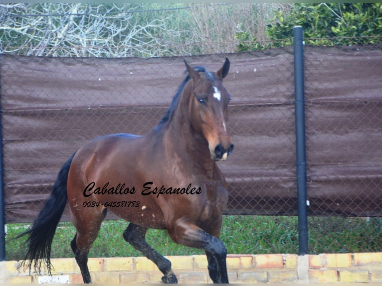 Lusitano Ruin 6 Jaar 159 cm Donkerbruin in Vejer de la Frontera