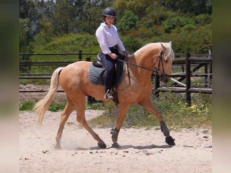 Lusitano Ruin 6 Jaar 159 cm Palomino in Caldas da Rainha