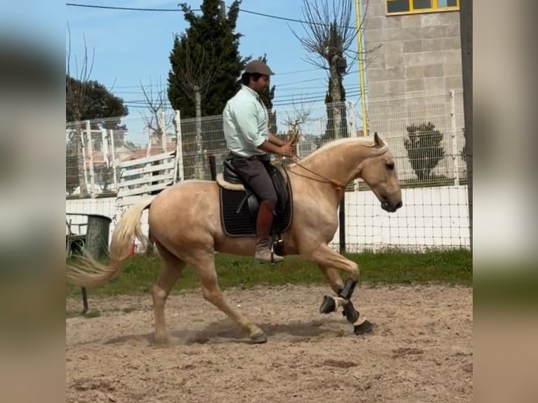 Lusitano Ruin 6 Jaar 159 cm Palomino in Caldas da Rainha