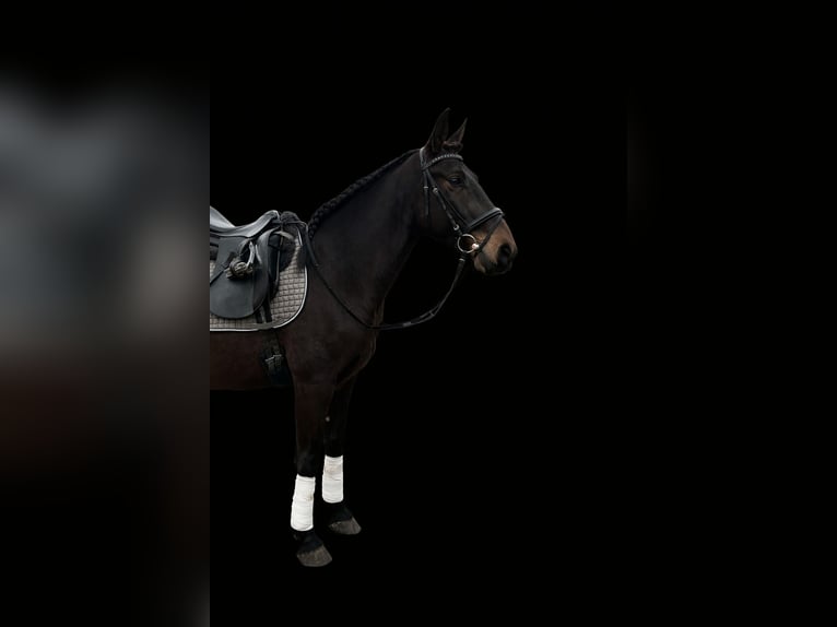 Lusitano Ruin 6 Jaar 159 cm Zwartbruin in Daldorf