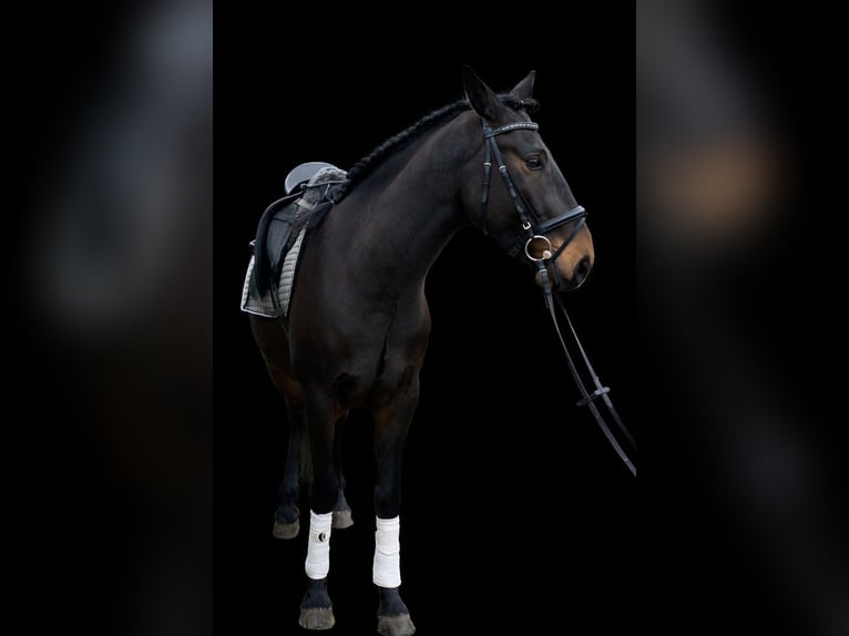 Lusitano Ruin 6 Jaar 159 cm Zwartbruin in Daldorf