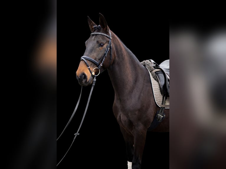 Lusitano Ruin 6 Jaar 159 cm Zwartbruin in Daldorf