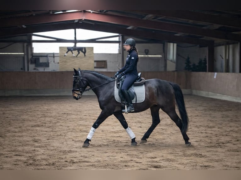 Lusitano Ruin 6 Jaar 159 cm Zwartbruin in Daldorf