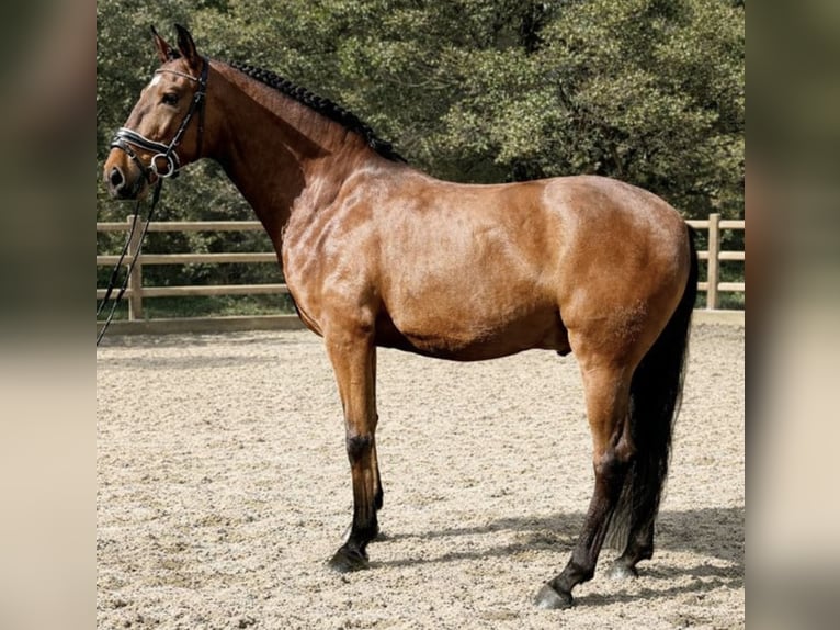 Lusitano Ruin 6 Jaar 160 cm Bruin in Ourém