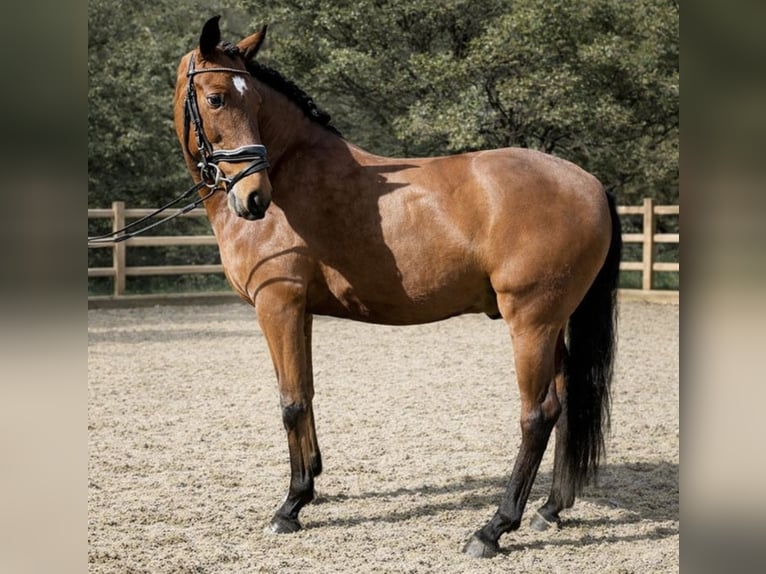 Lusitano Ruin 6 Jaar 160 cm Bruin in Ourém