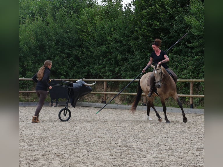Lusitano Ruin 6 Jaar 162 cm Buckskin in Postfeld