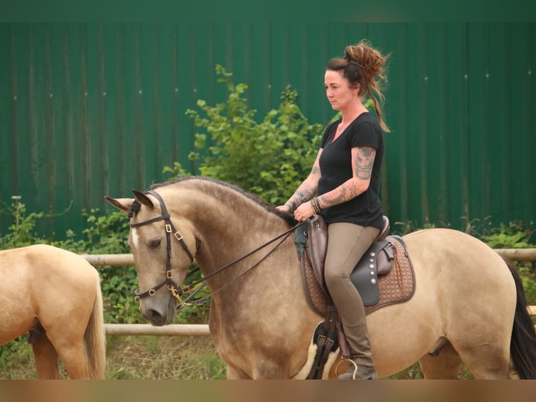Lusitano Ruin 6 Jaar 162 cm Buckskin in Postfeld