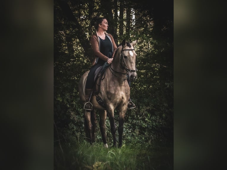 Lusitano Ruin 6 Jaar 162 cm Buckskin in Postfeld