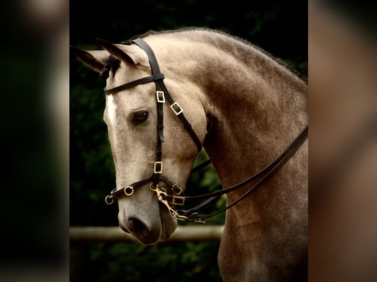Lusitano Ruin 6 Jaar 162 cm Buckskin in Postfeld