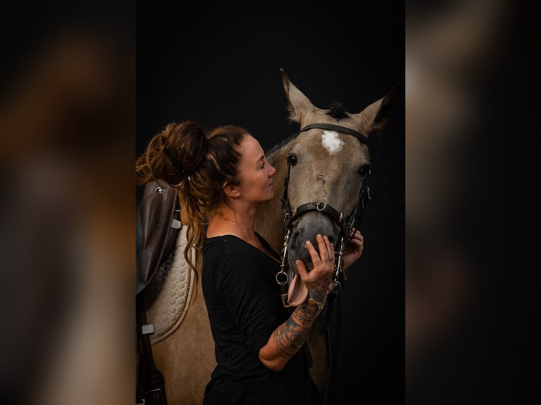 Lusitano Ruin 6 Jaar 162 cm Buckskin in Postfeld