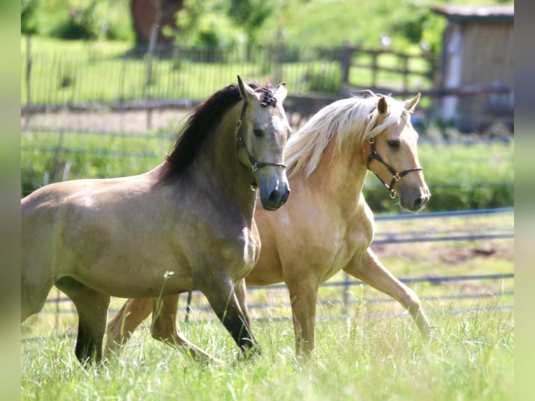 Lusitano Ruin 6 Jaar 162 cm Buckskin in Postfeld