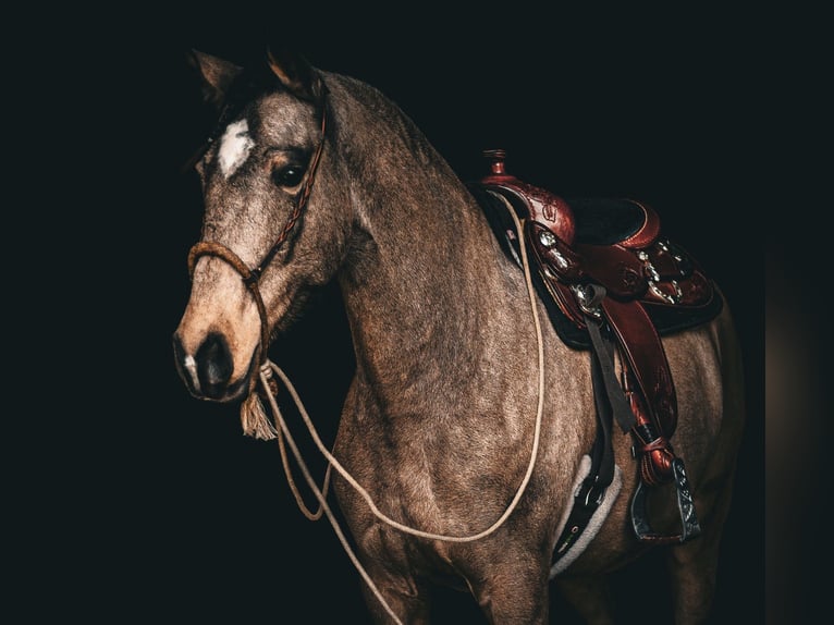 Lusitano Ruin 6 Jaar 162 cm Buckskin in Postfeld
