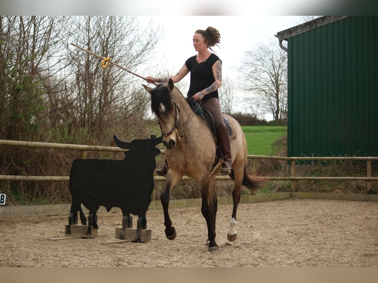 Lusitano Ruin 6 Jaar 162 cm Buckskin in Postfeld
