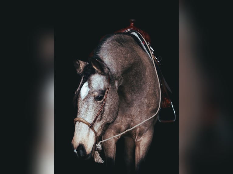 Lusitano Ruin 6 Jaar 162 cm Buckskin in Postfeld