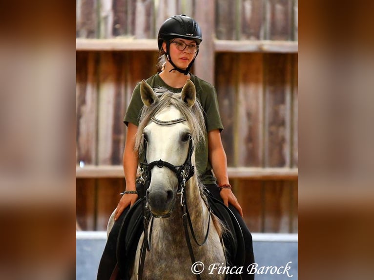 Lusitano Ruin 6 Jaar 162 cm Schimmel in Wiebelsheim