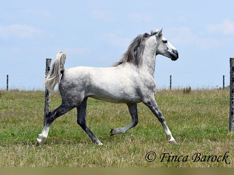 Lusitano Ruin 6 Jaar 162 cm Schimmel in Wiebelsheim