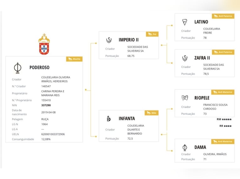 Lusitano Ruin 6 Jaar 162 cm Schimmel in Seia
