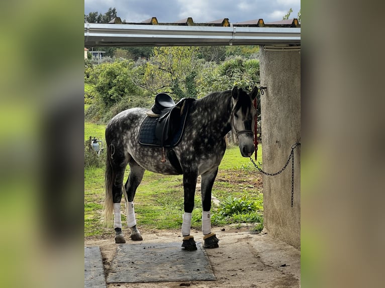 Lusitano Ruin 6 Jaar 162 cm Schimmel in Seia