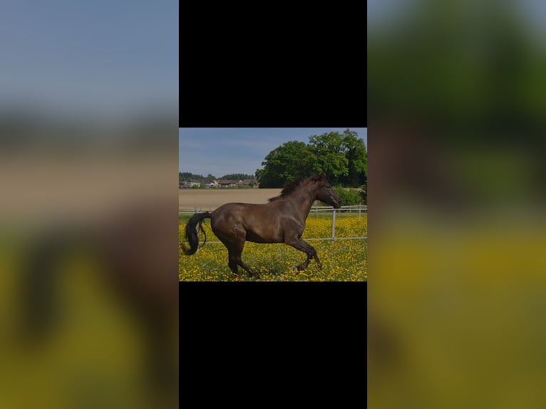 Lusitano Ruin 6 Jaar 162 cm Zwartbruin in Amlikon-Bissegg