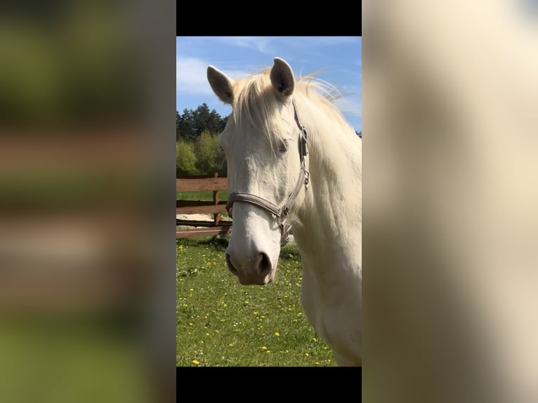 Lusitano Ruin 6 Jaar 164 cm Cremello in Gößweinstein