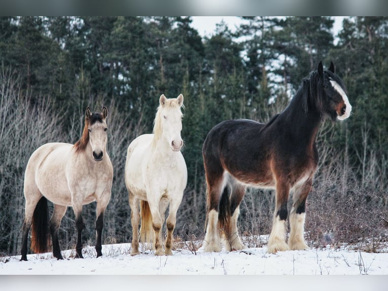 Lusitano Ruin 6 Jaar 164 cm Cremello in Gößweinstein