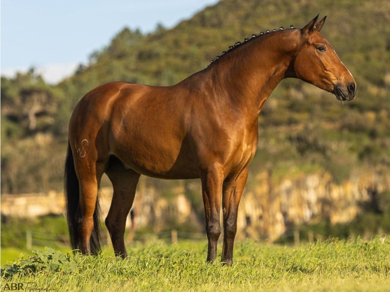 Lusitano Ruin 6 Jaar 165 cm Bruin in Navas Del Madroño