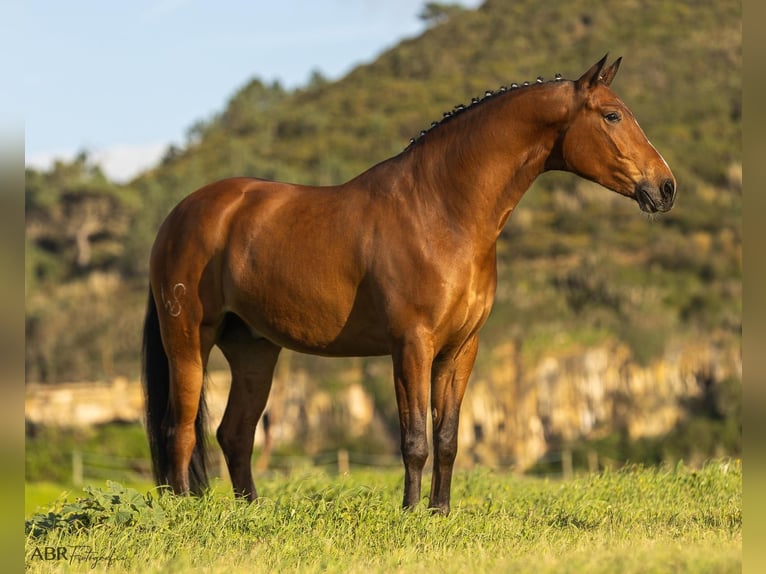 Lusitano Mix Ruin 6 Jaar 165 cm Bruin in Ermelo