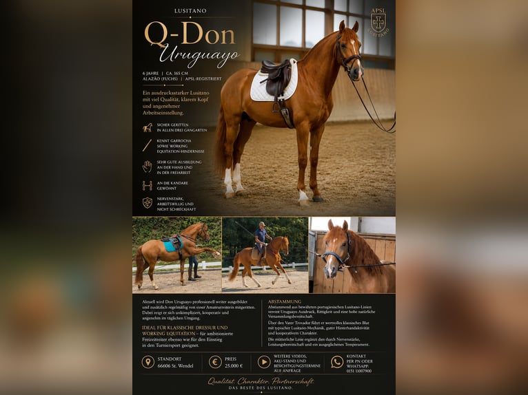 Lusitano Ruin 6 Jaar 165 cm Vos in Sankt Wendel