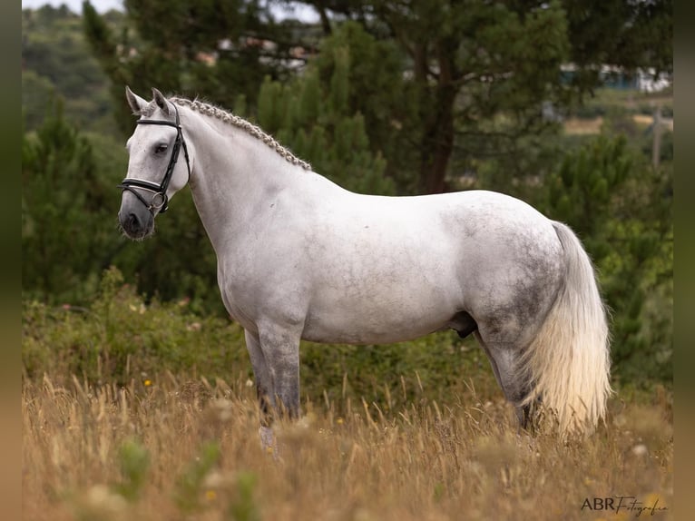 Lusitano Ruin 6 Jaar 167 cm Appelschimmel in Ermelo