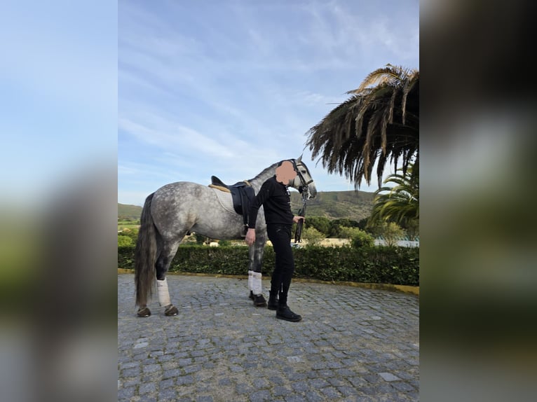 Lusitano Ruin 6 Jaar 168 cm Schimmel in Płoniawy Bramura