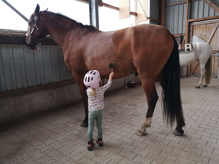 Lusitano Ruin 6 Jaar 169 cm Bruin in Sassenburg