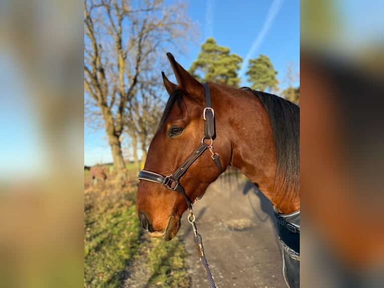Lusitano Ruin 6 Jaar 169 cm Bruin in Sassenburg