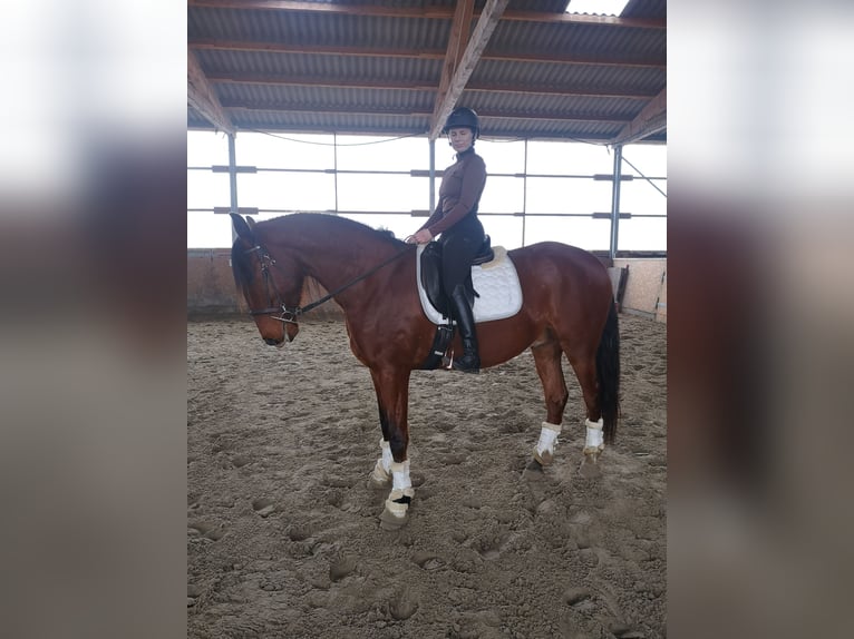 Lusitano Ruin 6 Jaar 169 cm Bruin in Sassenburg