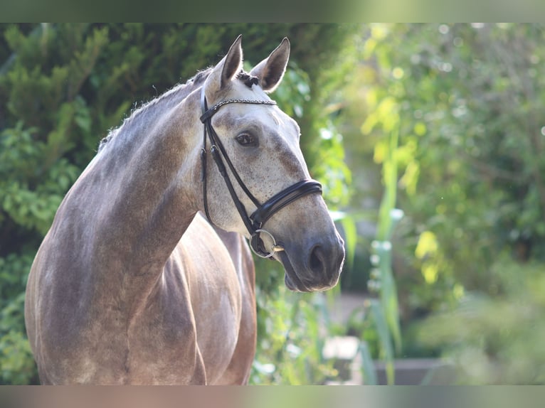 Lusitano Ruin 6 Jaar 170 cm Rood schimmel in Mafra