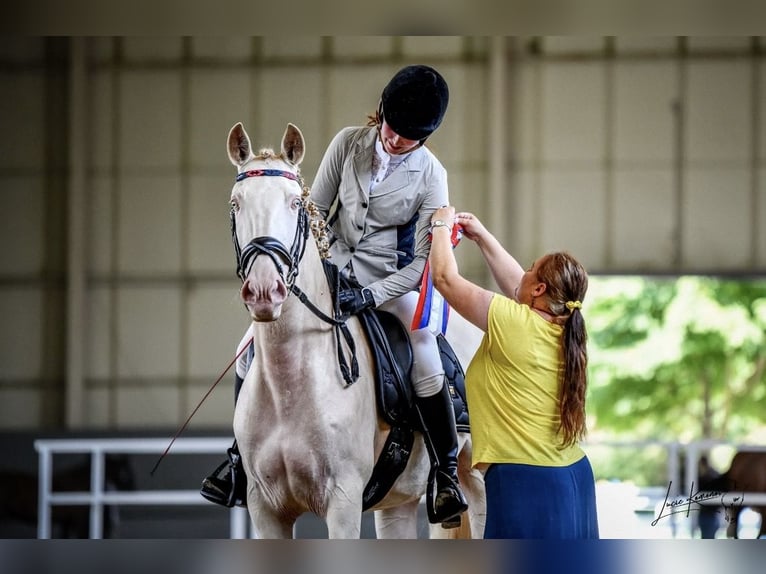 Lusitano Ruin 6 Jaar Champagne in Marienbad